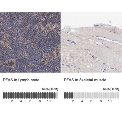 PURL Antibody, Novus Biologicals:Antibodies:Primary Antibodies